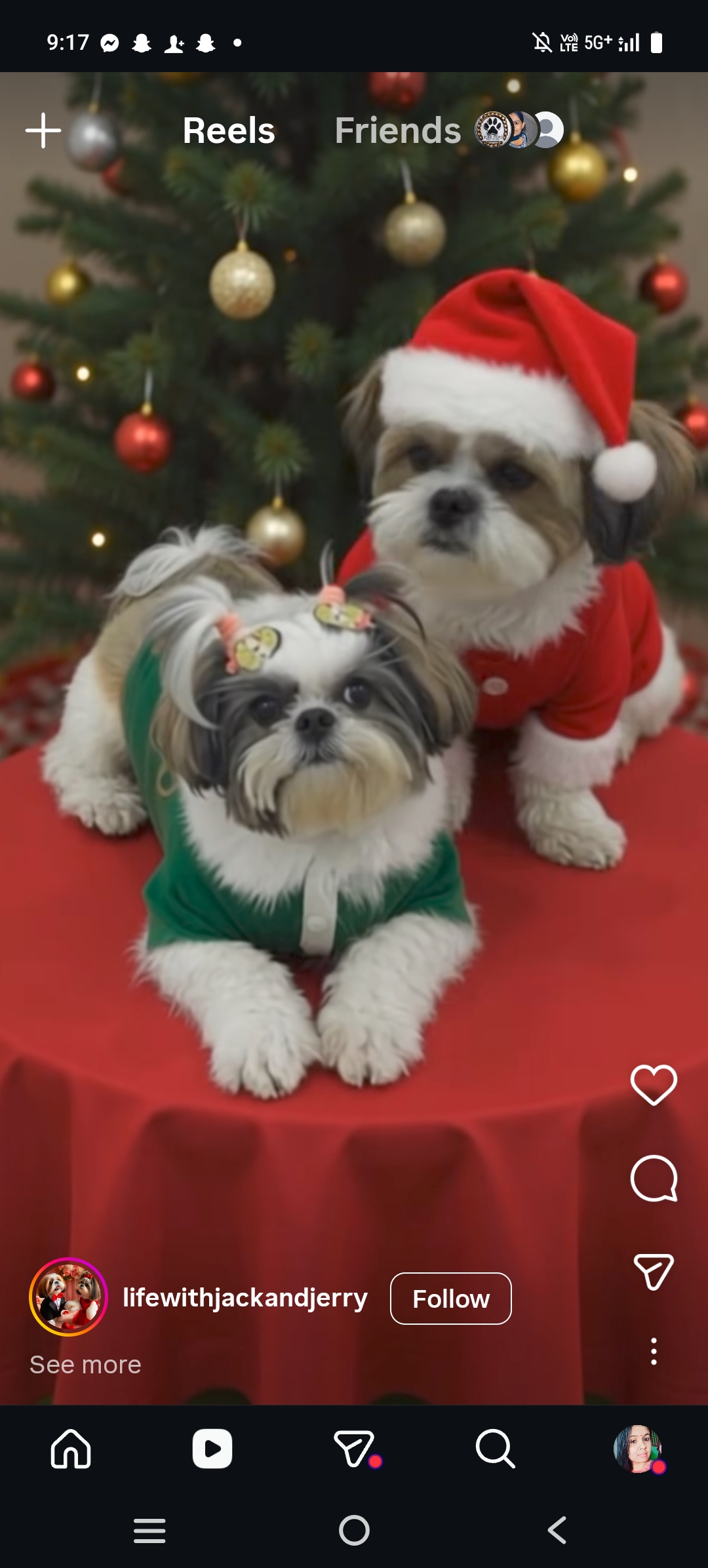POSH PAWS PETS WORLD cover