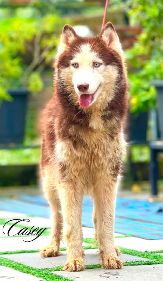 Siberian Husky male puppy for sale in Kottayam, Kerala on PuppyWale - Image 2