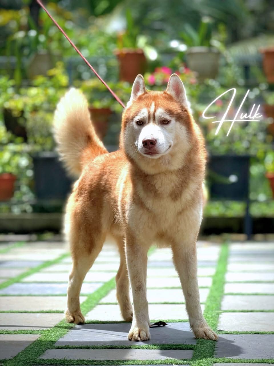 Siberian Husky male puppy for sale in Kottayam, Kerala on PuppyWale - Image 3