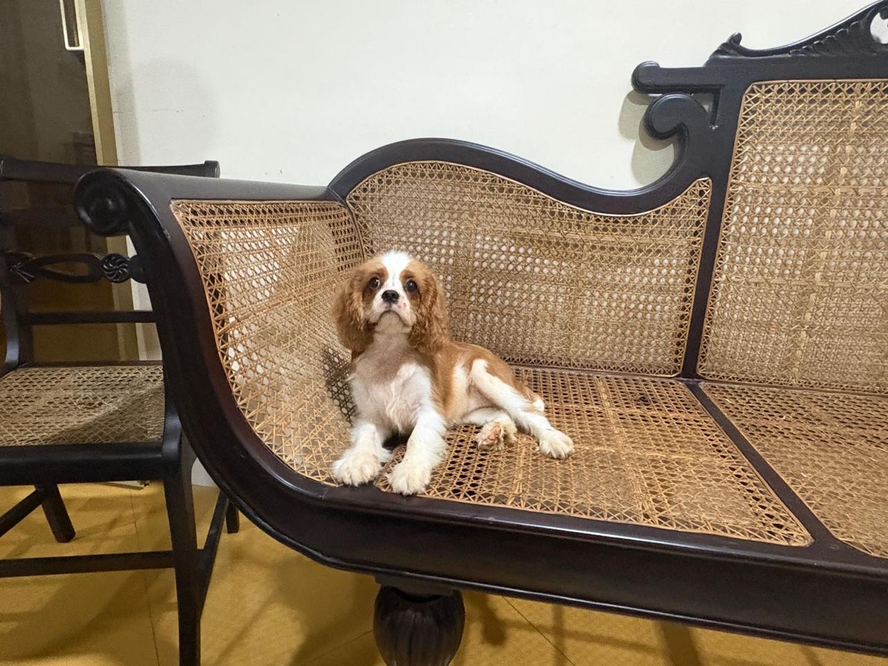 Cavalier King Charles Spaniel female puppy listing in Margoa, Goa on PuppyWale