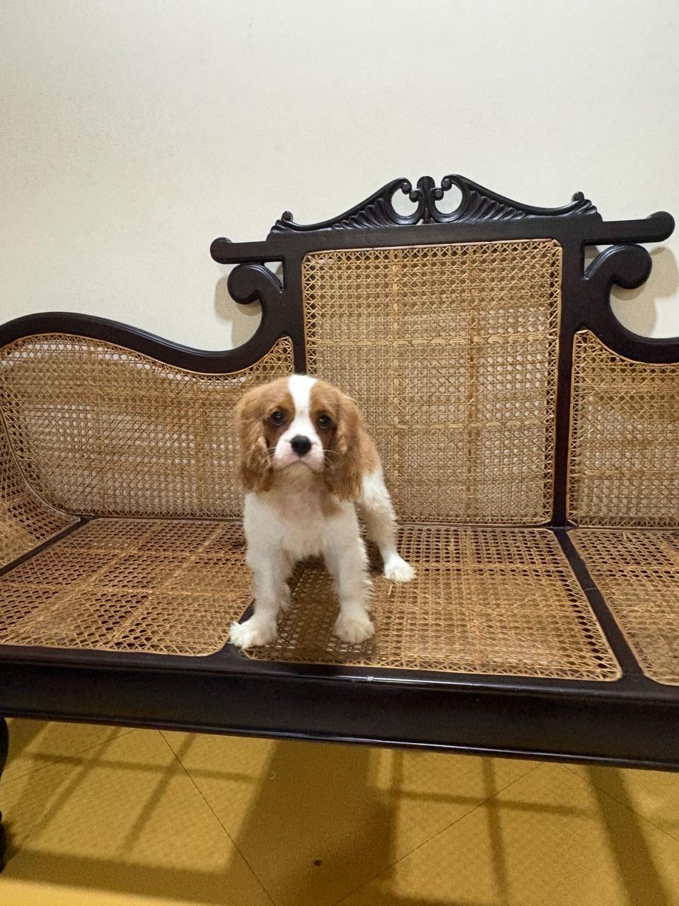 Cavalier King Charles Spaniel female puppy for sale in Margoa, Goa on PuppyWale - Image 2