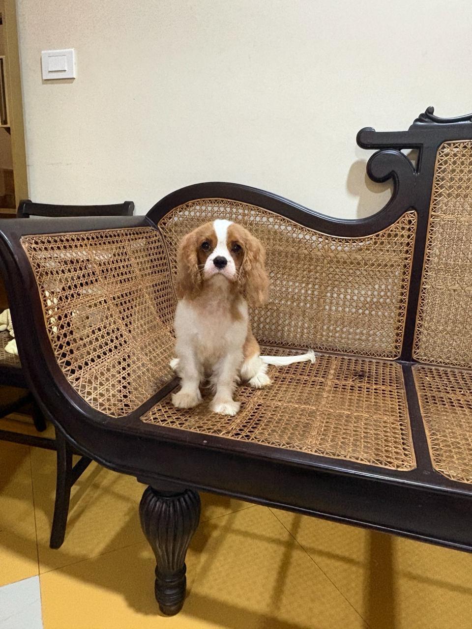 Cavalier King Charles Spaniel female puppy for sale in Margoa, Goa on PuppyWale - Image 3