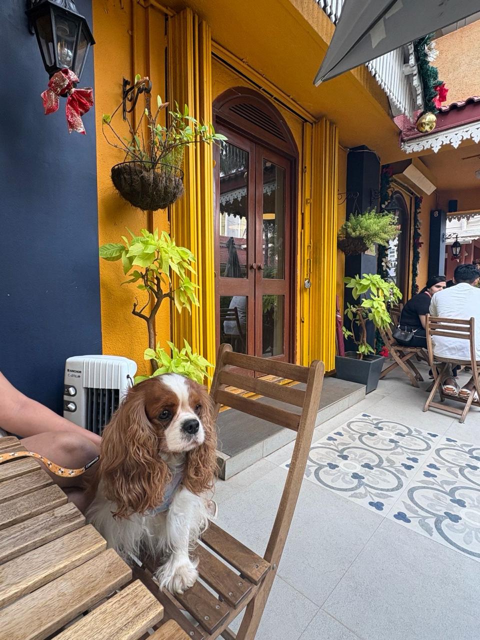 Cavalier King Charles Spaniel female puppy for sale in Margoa, Goa on PuppyWale - Image 4