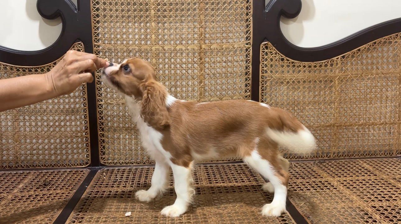 Cavalier King Charles Spaniel female puppy for sale in Margoa, Goa on PuppyWale - Image 5