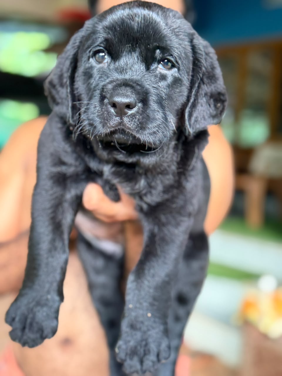 Labrador Retriever male puppy for sale in Kasaragod, Kerala on PuppyWale - Image 2