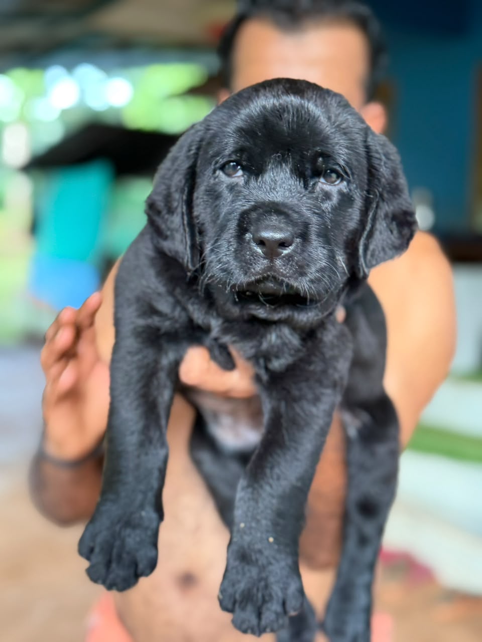 Labrador Retriever male puppy for sale in Kasaragod, Kerala on PuppyWale - Image 3
