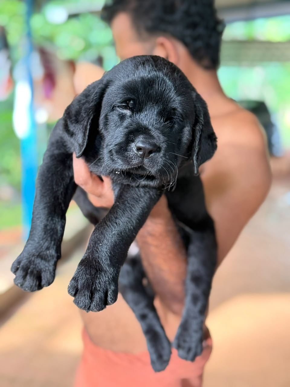 Labrador Retriever male puppy for sale in Kasaragod, Kerala on PuppyWale - Image 4