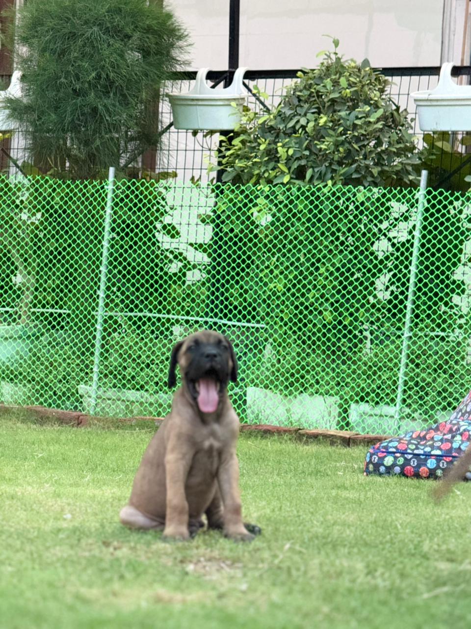 cane corso female puppy listing in Faridabad, Haryana on PuppyWale