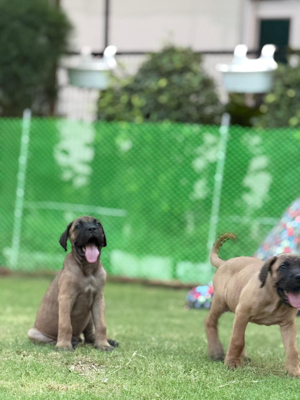 cane corso female puppy for sale in Faridabad, Haryana on PuppyWale - Image 2