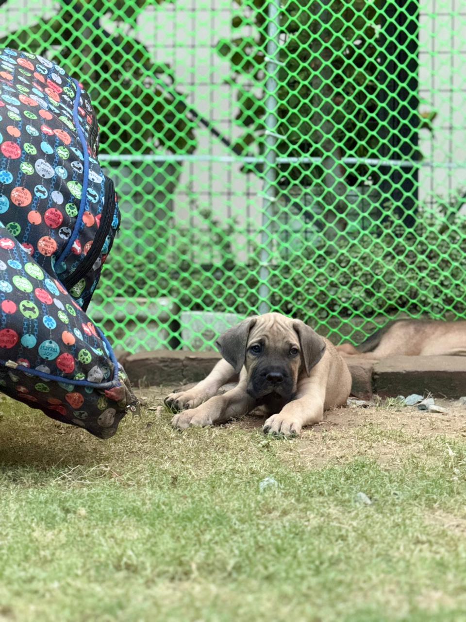 cane corso female puppy for sale in Faridabad, Haryana on PuppyWale - Image 4