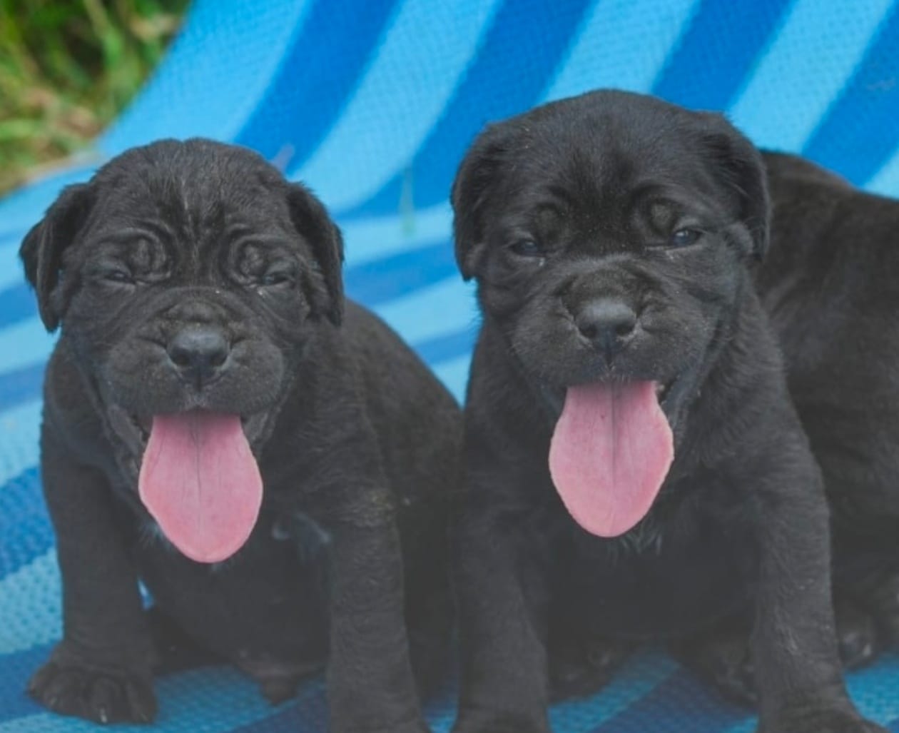 Cane Corso male puppy listing in Kottayam, Kerala on PuppyWale
