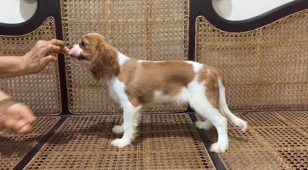 Cavalier King Charles Spaniel female puppy listing in Margoa, Goa on PuppyWale