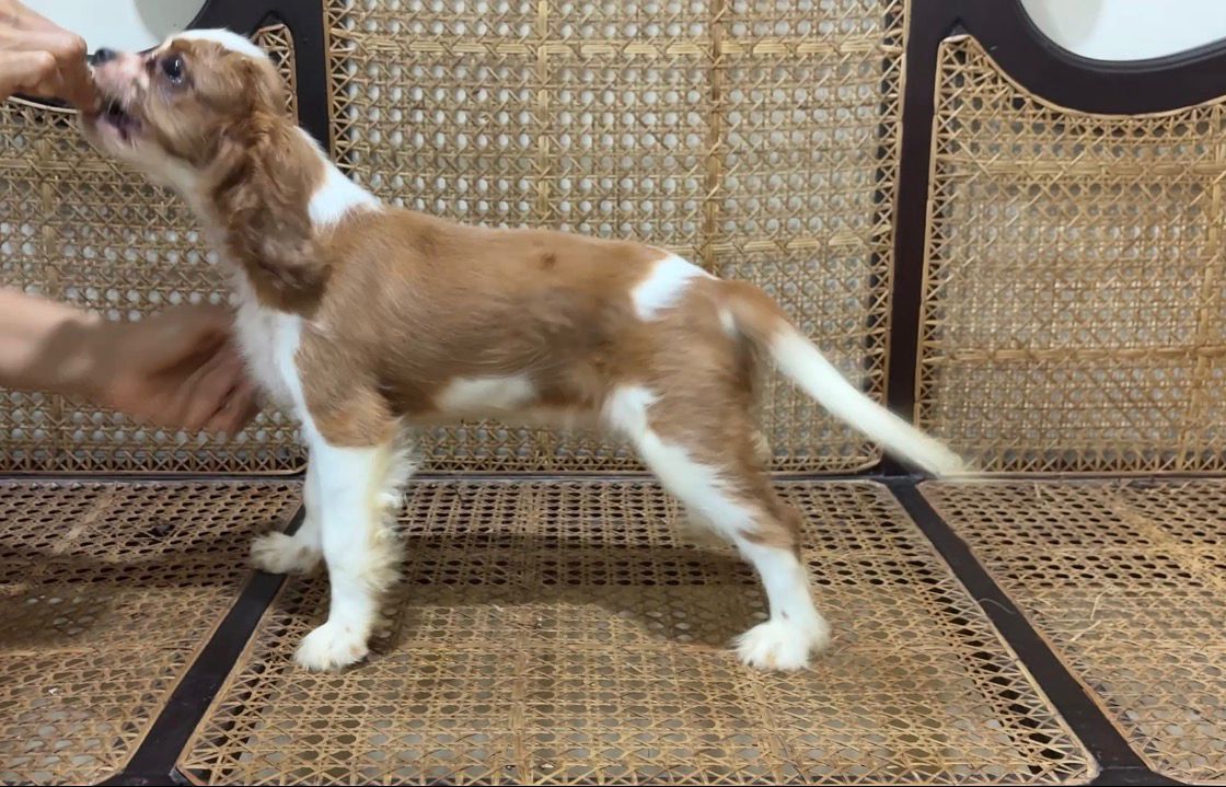 Cavalier King Charles Spaniel female puppy for sale in Margoa, Goa on PuppyWale - Image 2