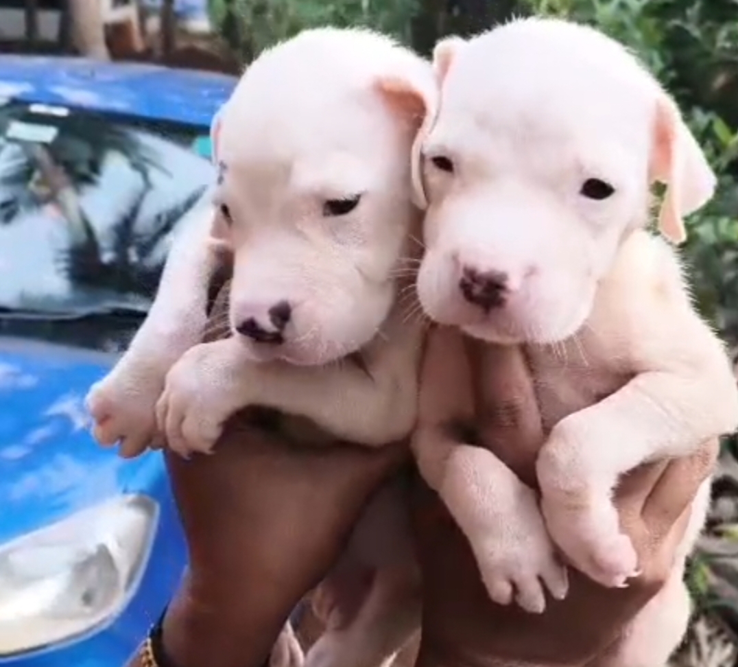 DOGO ARGENTINO male puppy listing in CALICUT, KERALA on PuppyWale