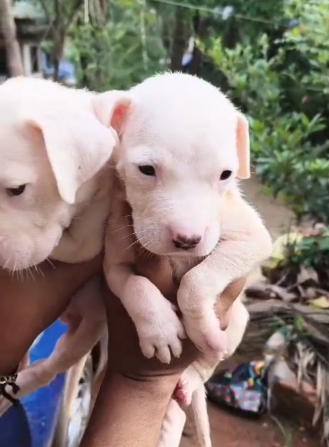 DOGO ARGENTINO male puppy for sale in CALICUT, KERALA on PuppyWale - Image 2