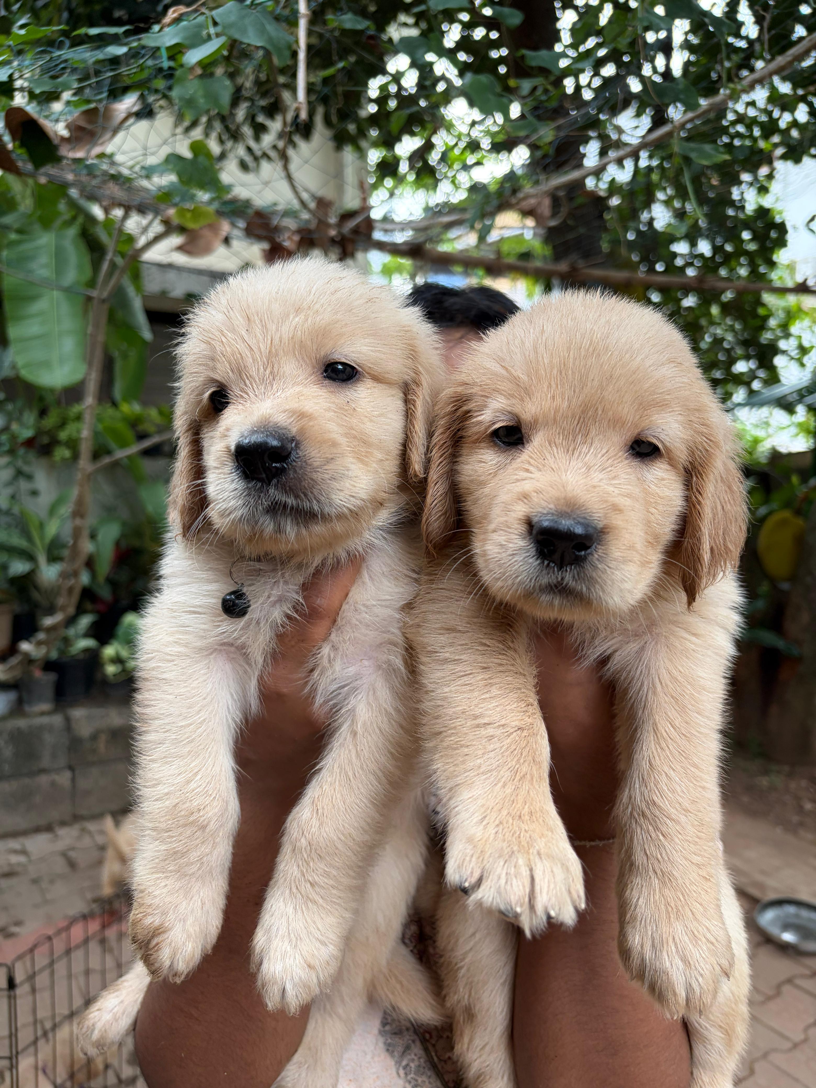 Golden retriever female puppy listing in Thiruvananthapuram, Kerala on PuppyWale