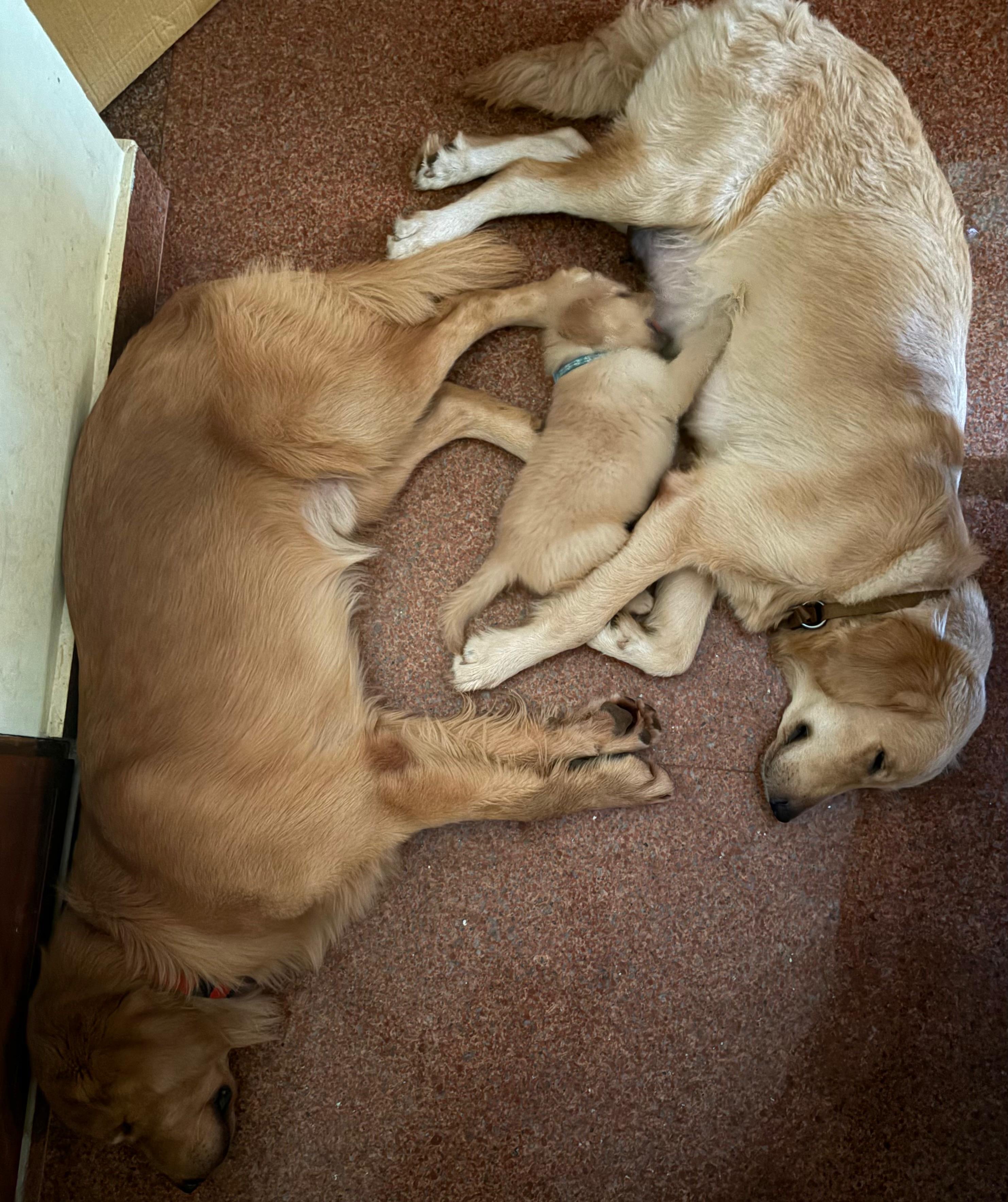 Golden retriever female puppy for sale in Thiruvananthapuram, Kerala on PuppyWale - Image 2