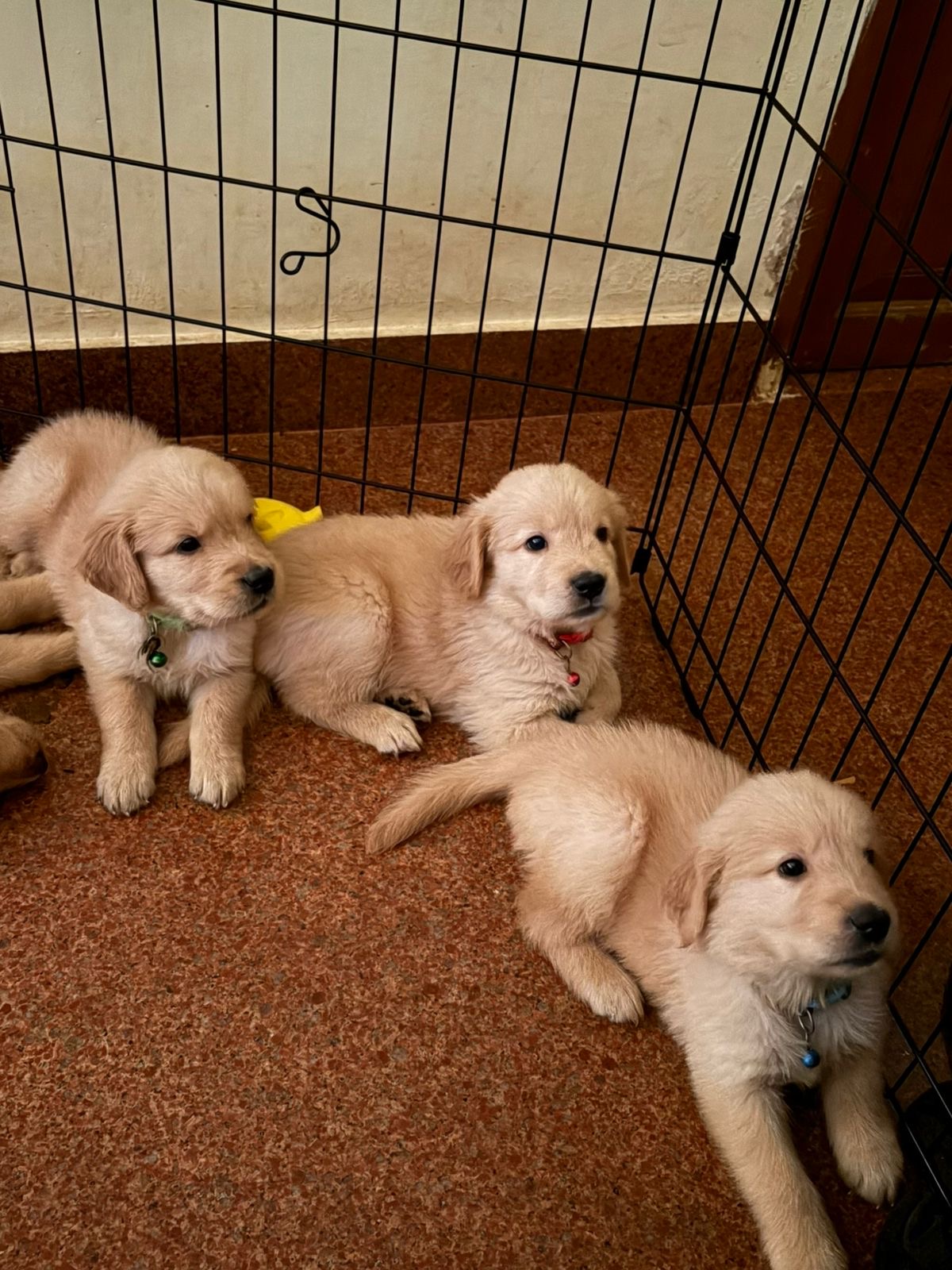 Golden retriever female puppy for sale in Thiruvananthapuram, Kerala on PuppyWale - Image 3