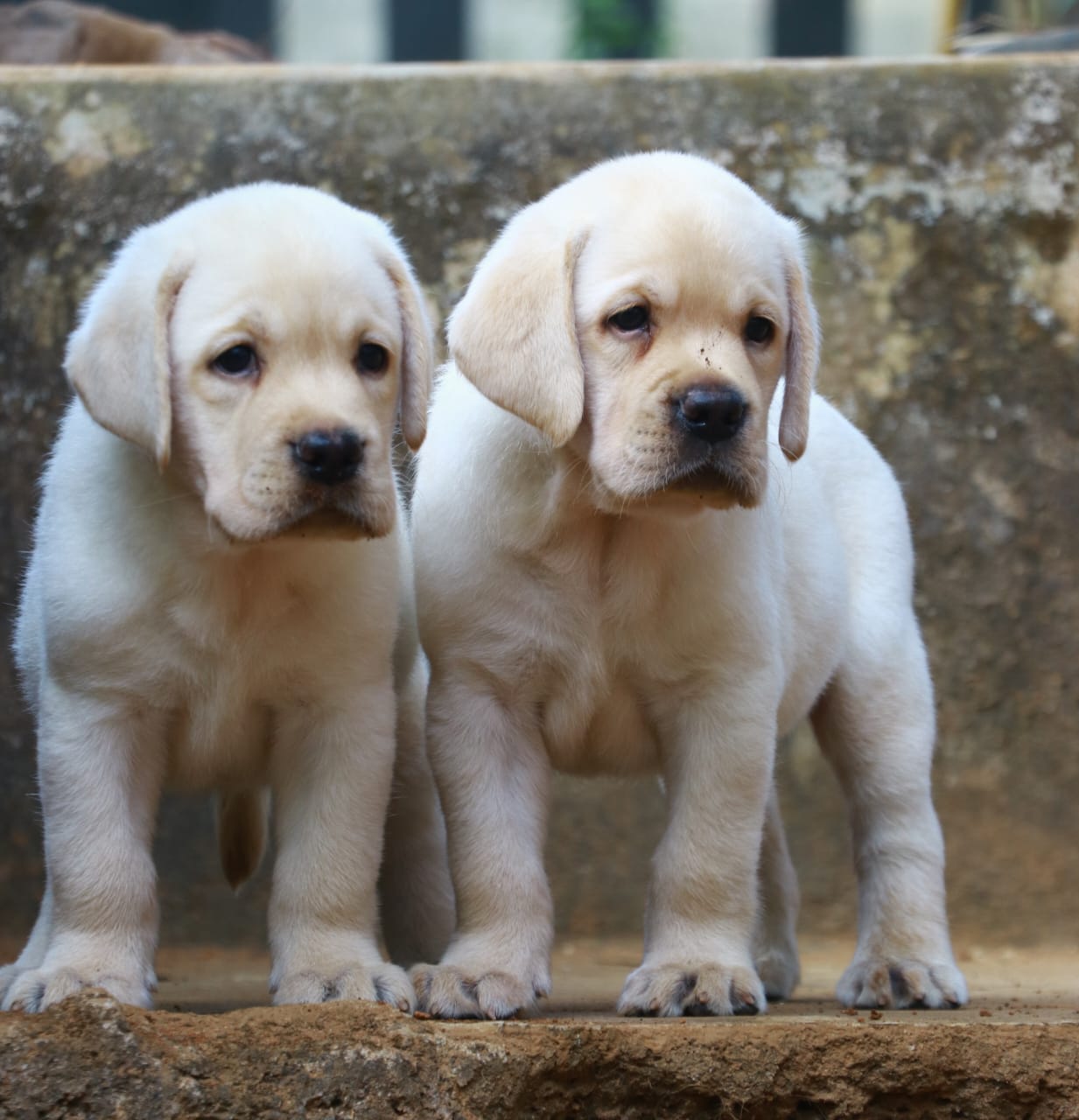 Labrador female puppy for sale in Malappuram, Kerala on PuppyWale - Image 3