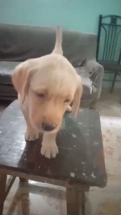 LABRADOR female puppy listing in PATNA, BIHAR on PuppyWale