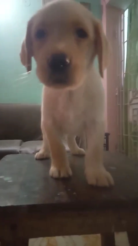 LABRADOR female puppy for sale in PATNA, BIHAR on PuppyWale - Image 2