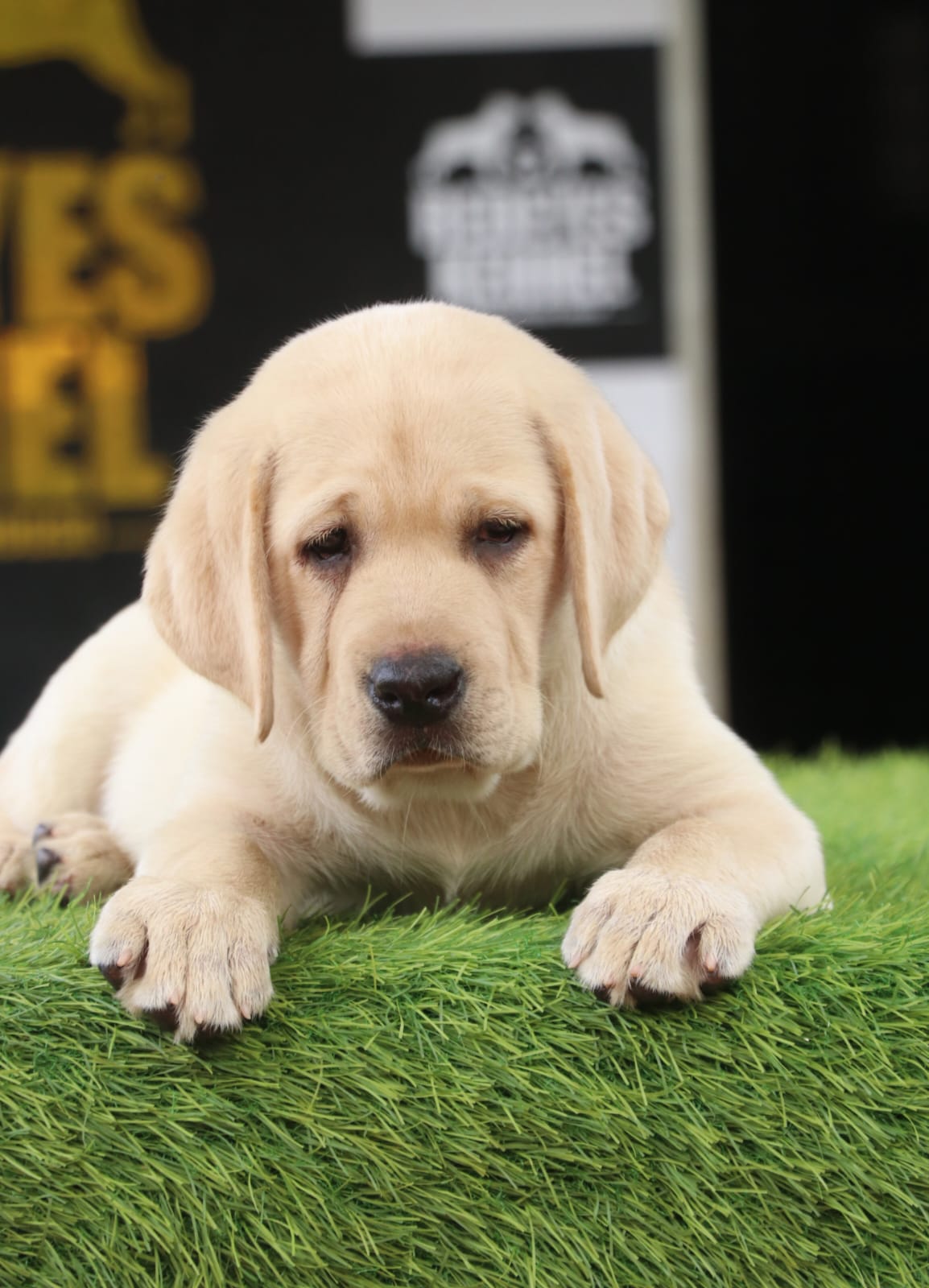 Labrador male puppy listing in Malappuram, Kerala on PuppyWale