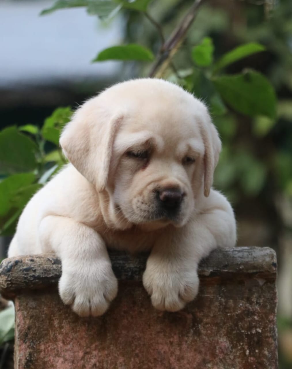 Labrador male puppy for sale in Malappuram, Kerala on PuppyWale - Image 2