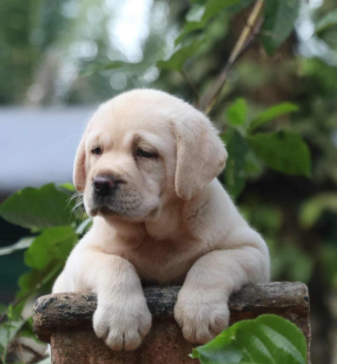 Labrador male puppy for sale in Malappuram, Kerala on PuppyWale - Image 3
