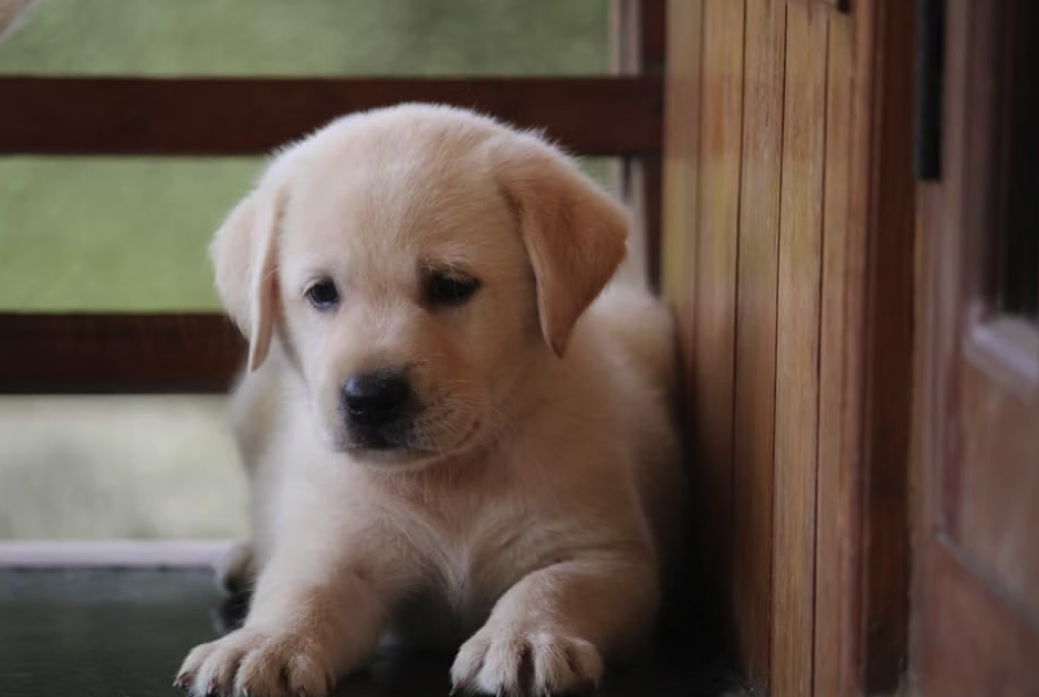 Labrador Retriever male puppy listing in Thiruvananthapuram, Kerala on PuppyWale