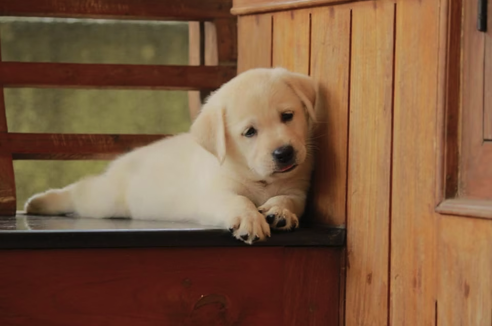 Labrador Retriever male puppy for sale in Thiruvananthapuram, Kerala on PuppyWale - Image 2