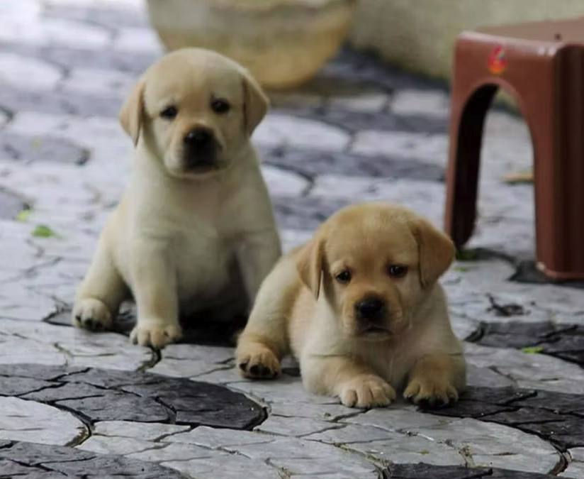 Labrador Retriever male puppy for sale in Thiruvananthapuram, Kerala on PuppyWale - Image 3