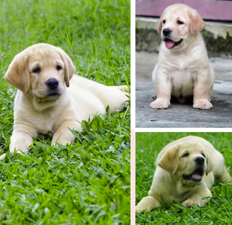 Labrador Retriever male puppy for sale in Thiruvananthapuram, Kerala on PuppyWale - Image 4