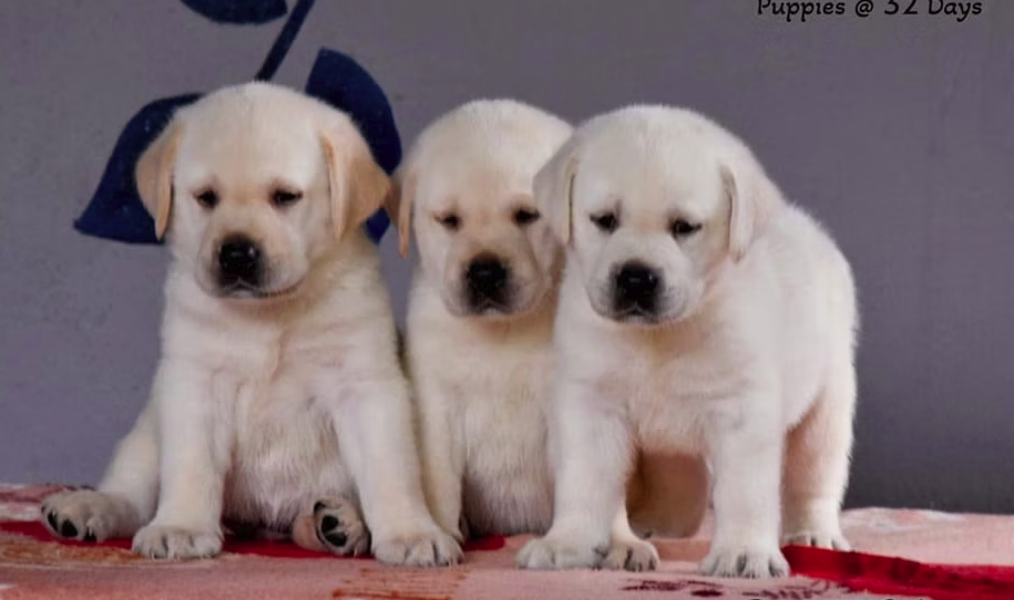 Labrador Retriever male puppy for sale in Thiruvananthapuram, Kerala on PuppyWale - Image 5