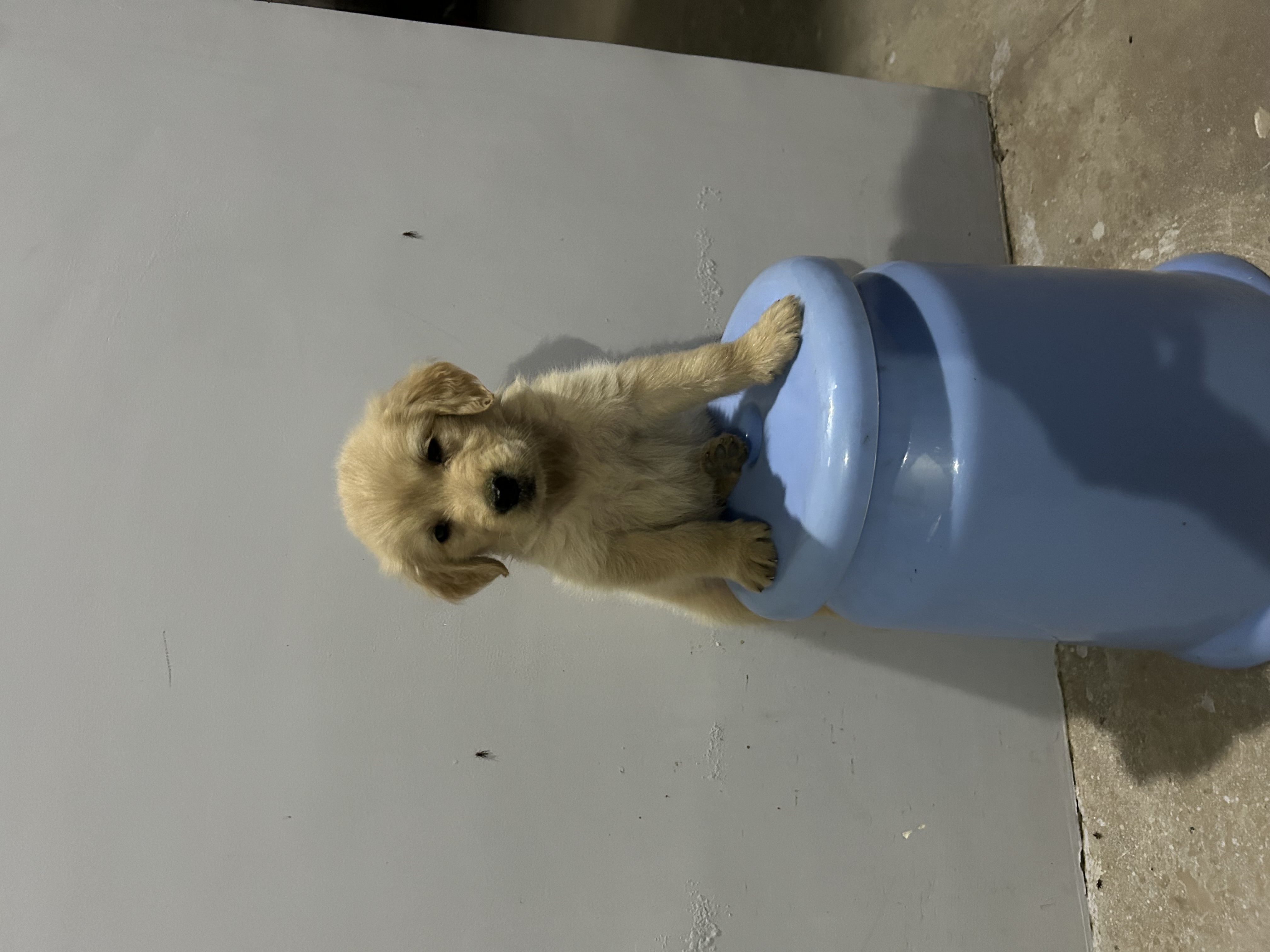 Labrador Retriever female puppy listing in Chandigarh, Chandigarh on PuppyWale