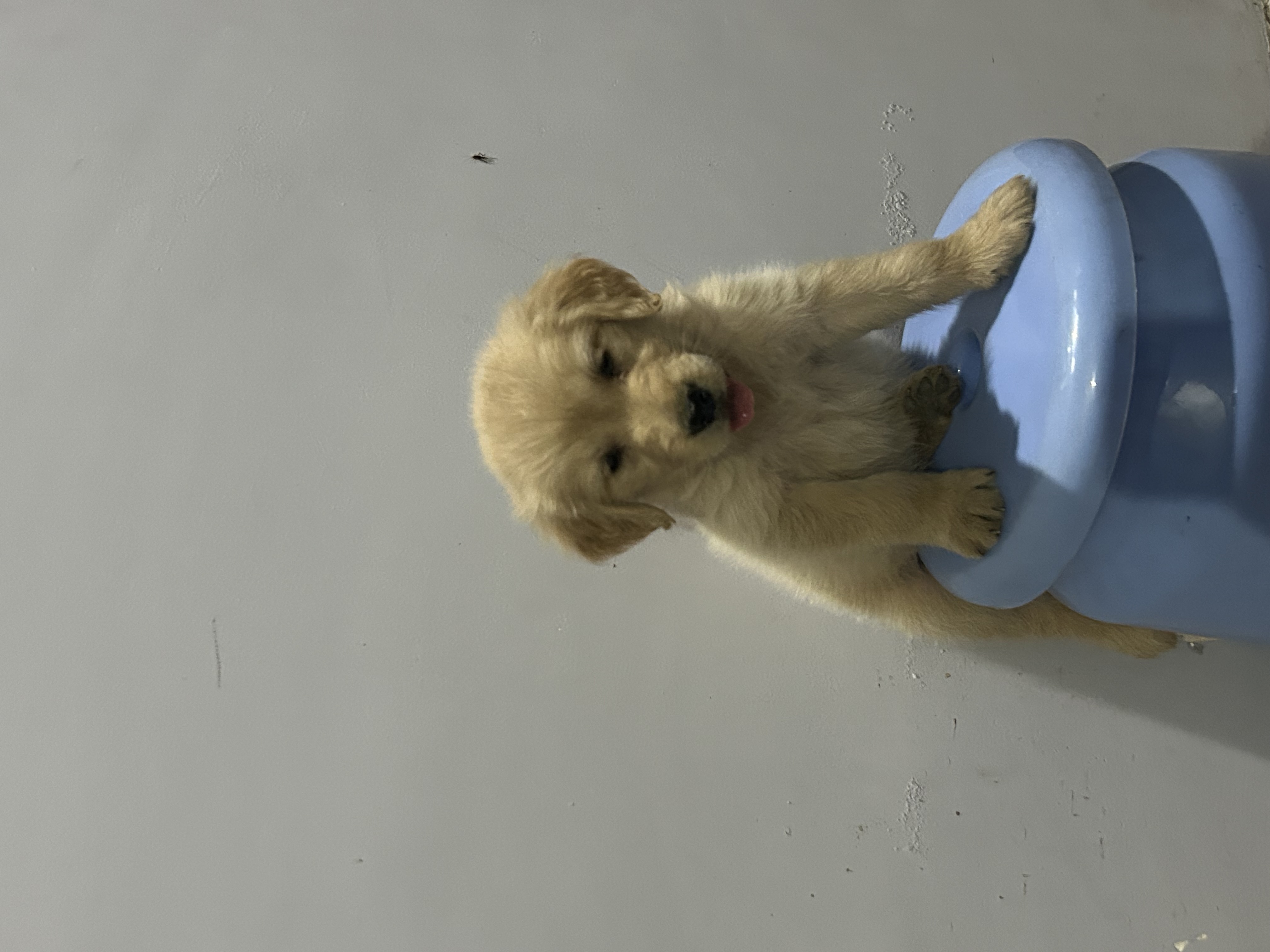 Labrador Retriever female puppy for sale in Chandigarh, Chandigarh on PuppyWale - Image 2
