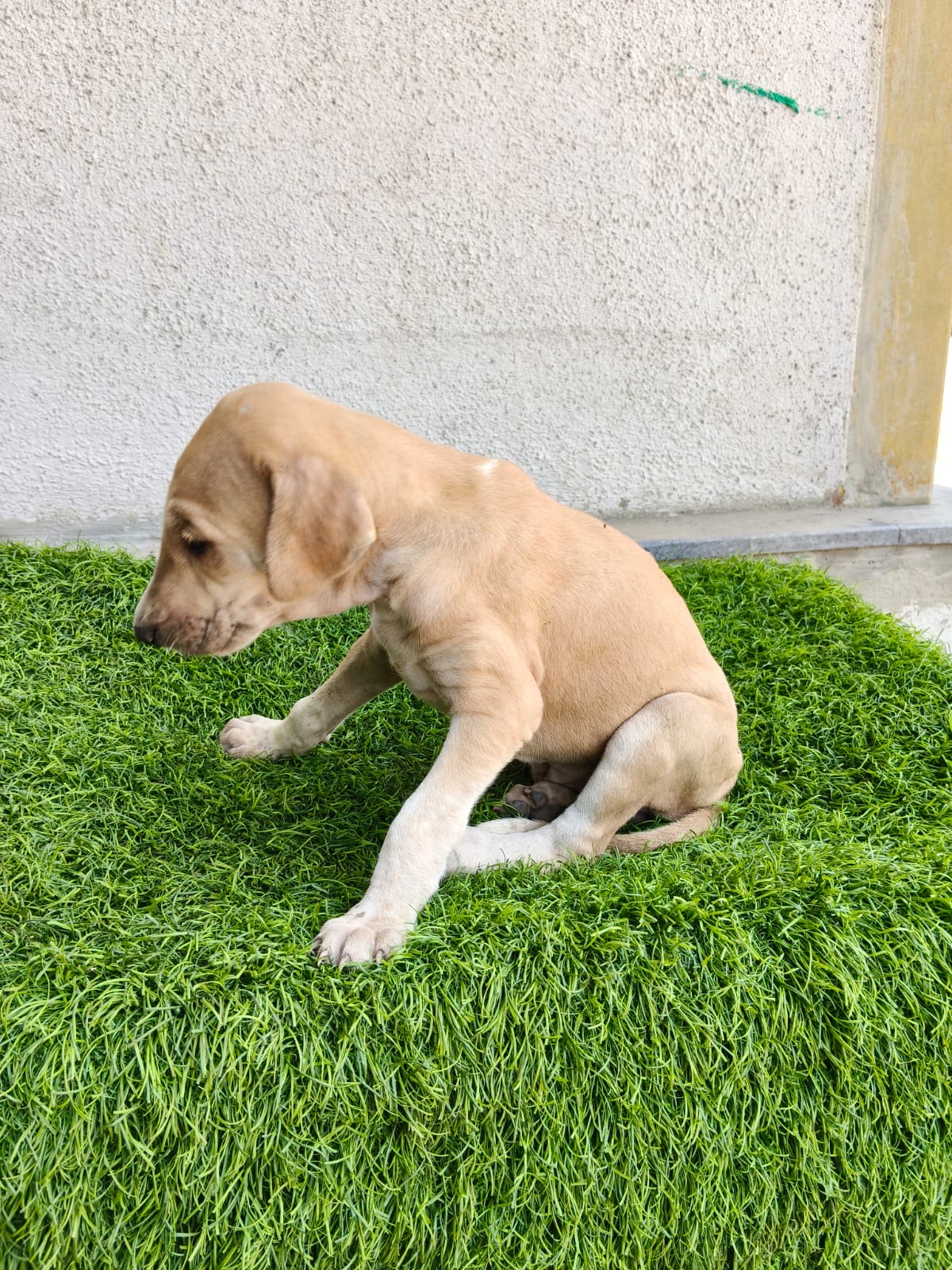 Mudhol Hound female puppy listing in Nashik, Maharashtra on PuppyWale