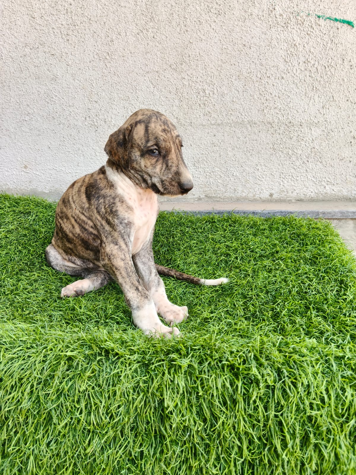 Mudhol Hound female puppy for sale in Nashik, Maharashtra on PuppyWale - Image 2