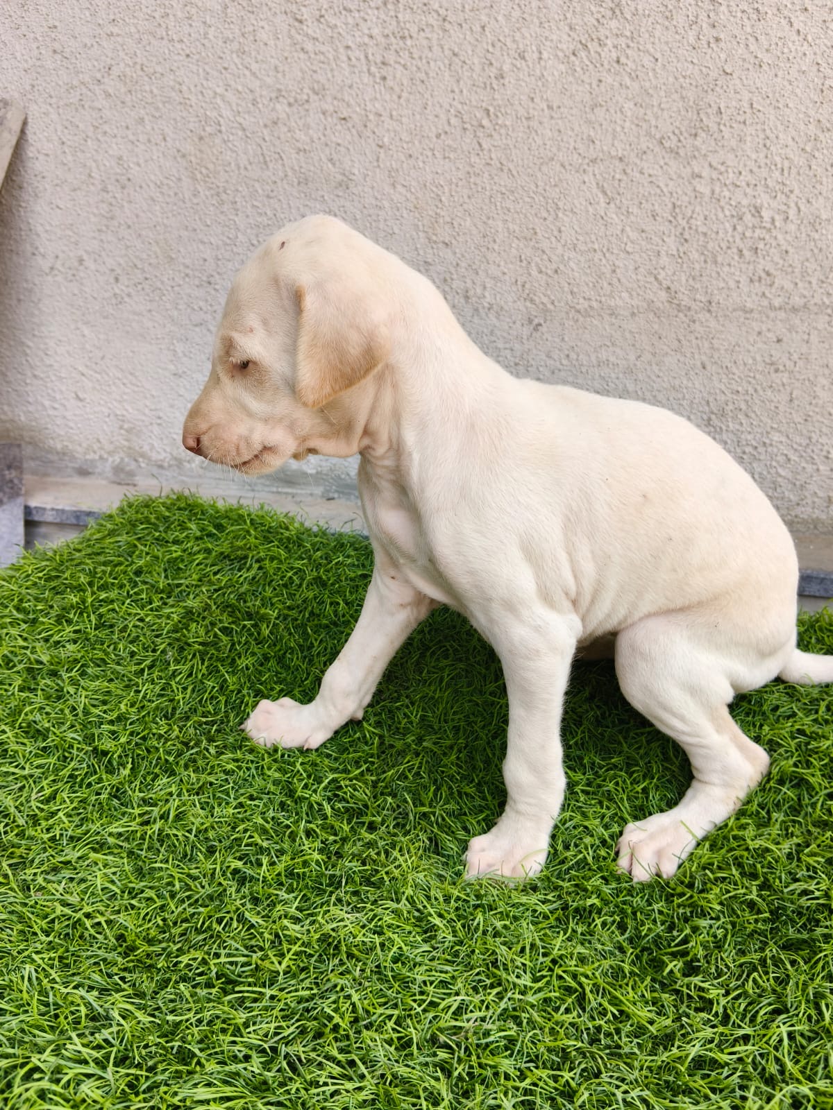 Mudhol Hound female puppy for sale in Nashik, Maharashtra on PuppyWale - Image 3