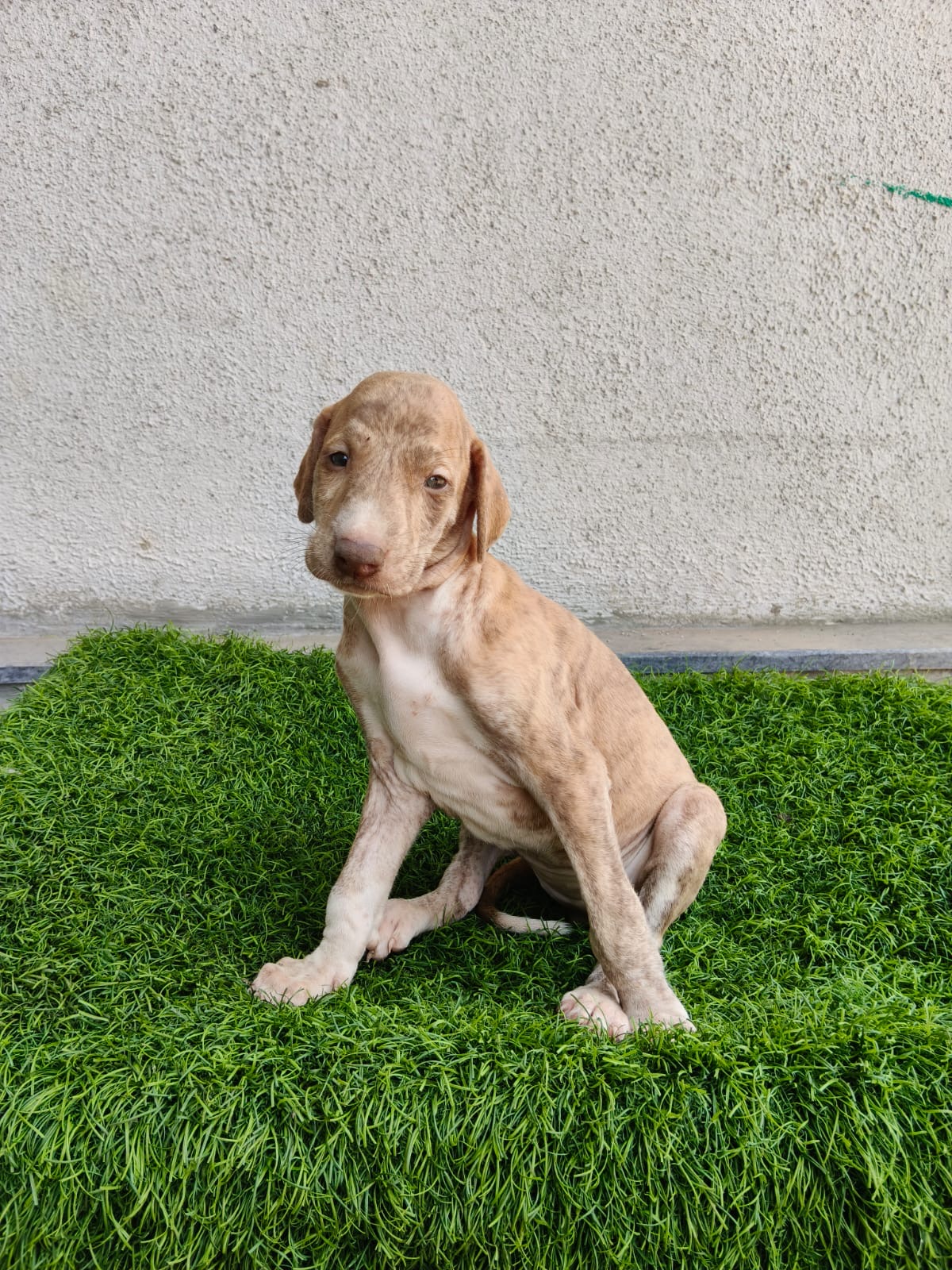 Mudhol Hound female puppy for sale in Nashik, Maharashtra on PuppyWale - Image 4