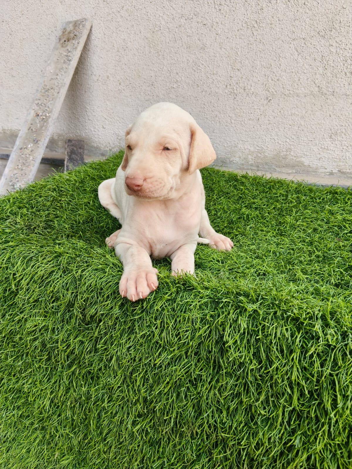 Mudhol Hound male puppy listing in Nashik, Maharashtra on PuppyWale