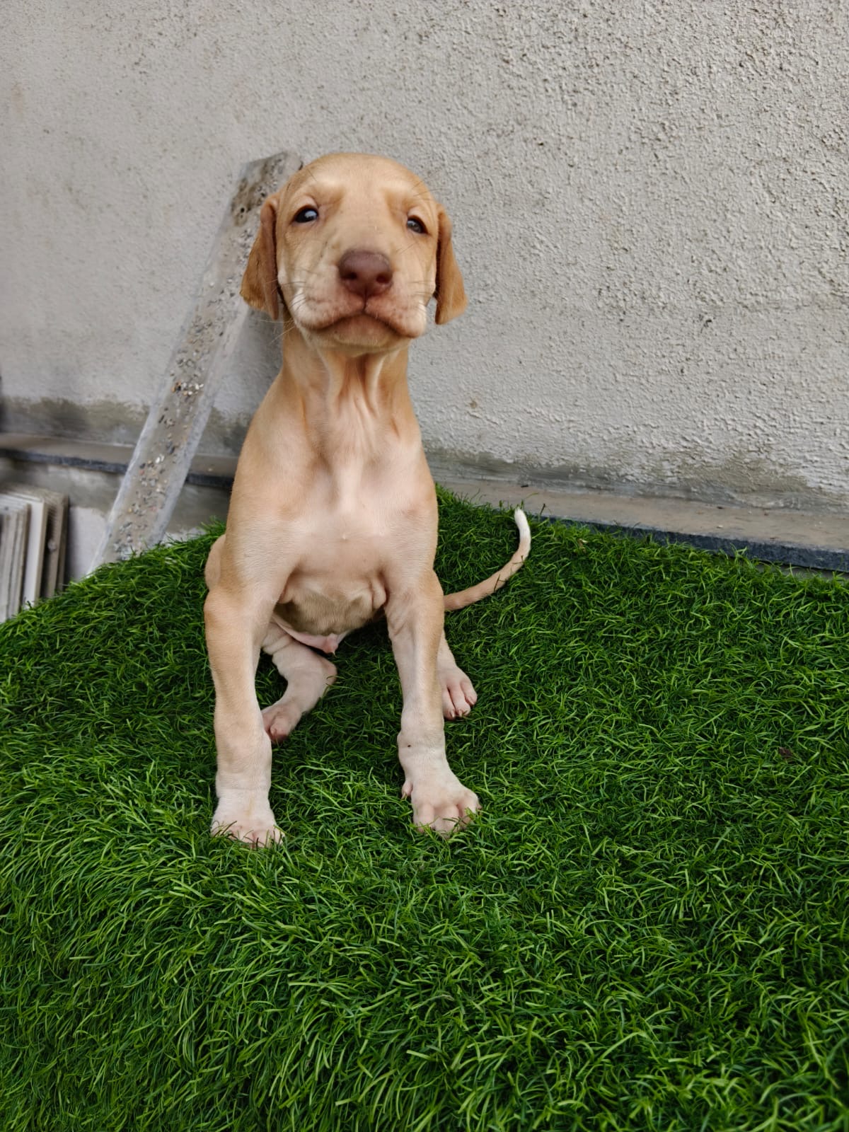 Mudhol Hound male puppy for sale in Nashik, Maharashtra on PuppyWale - Image 2