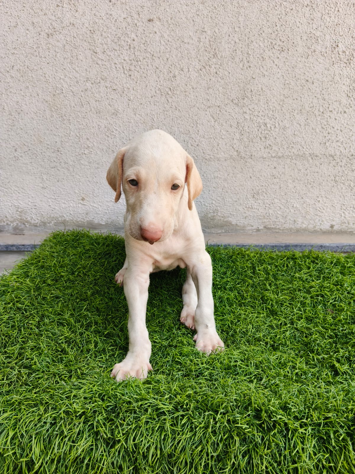 Mudhol Hound male puppy for sale in Nashik, Maharashtra on PuppyWale - Image 3