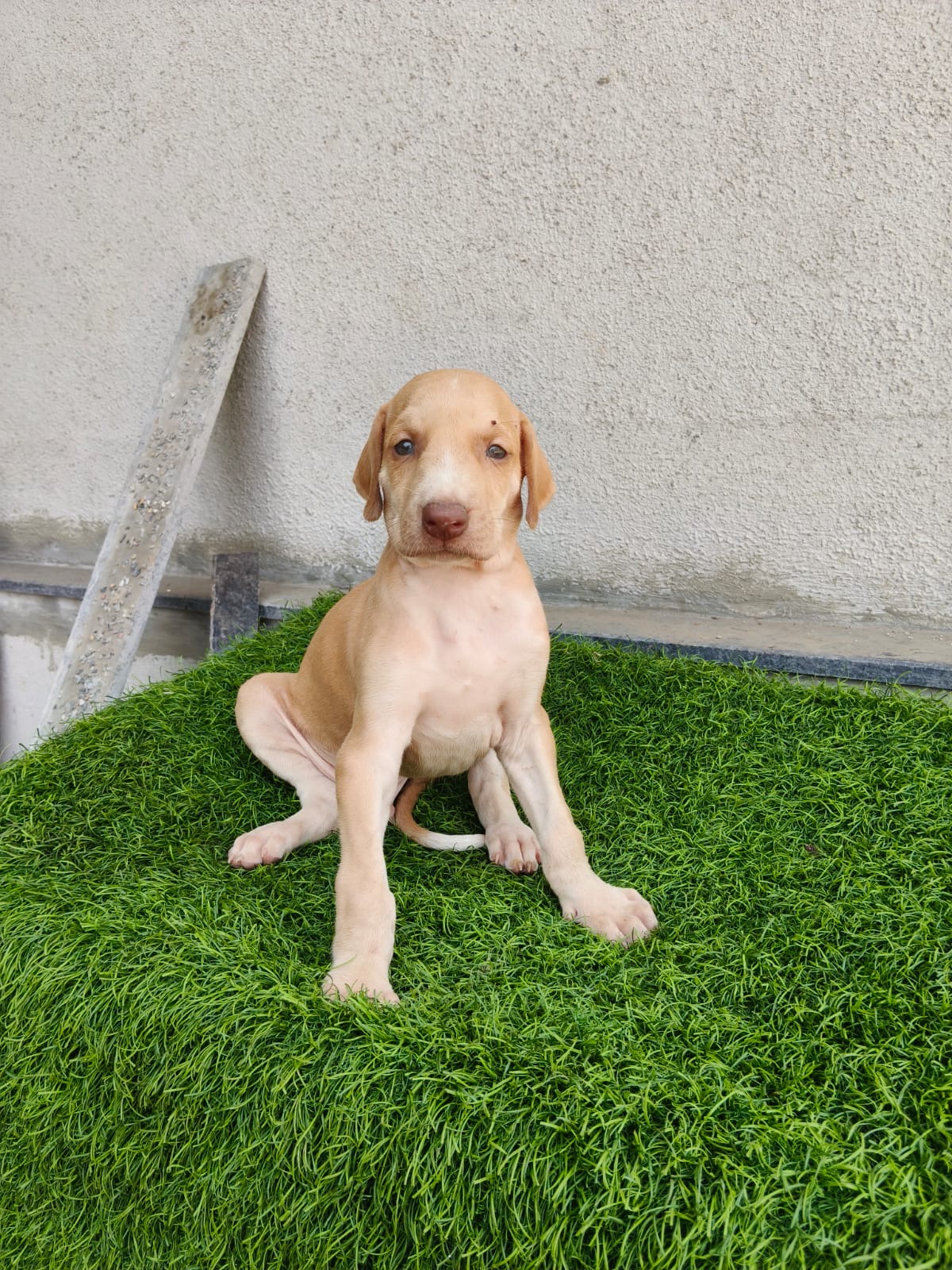 Mudhol Hound male puppy for sale in Nashik, Maharashtra on PuppyWale - Image 4