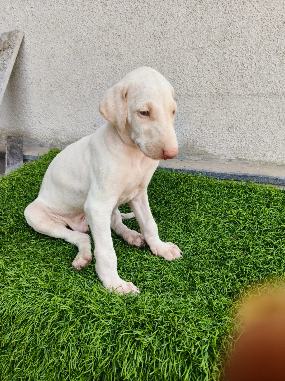 Mudhol Hound male puppy for sale in Nashik, Maharashtra on PuppyWale - Image 5