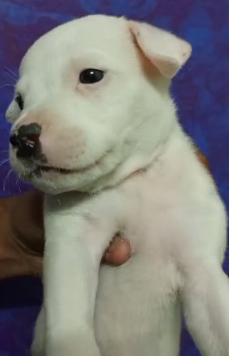Pitbull male puppy listing in Delhi, Delhi on PuppyWale