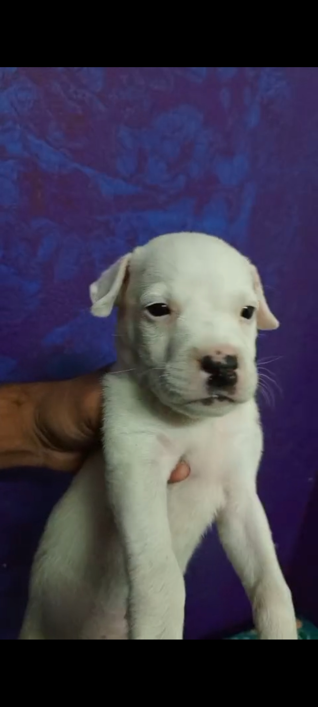 Pitbull male puppy for sale in Delhi, Delhi on PuppyWale - Image 2