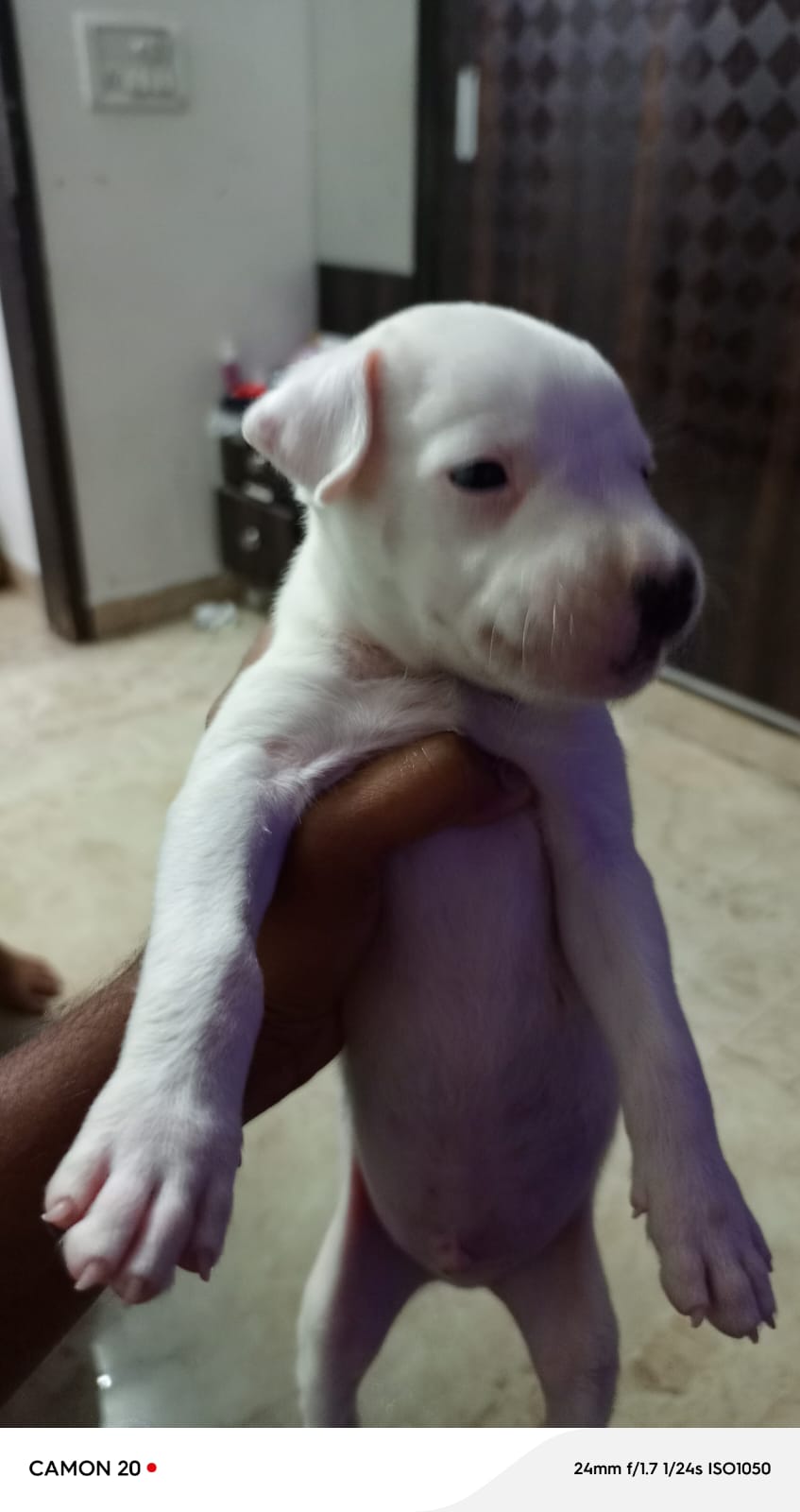 Pitbull male puppy for sale in Delhi, Delhi on PuppyWale - Image 3