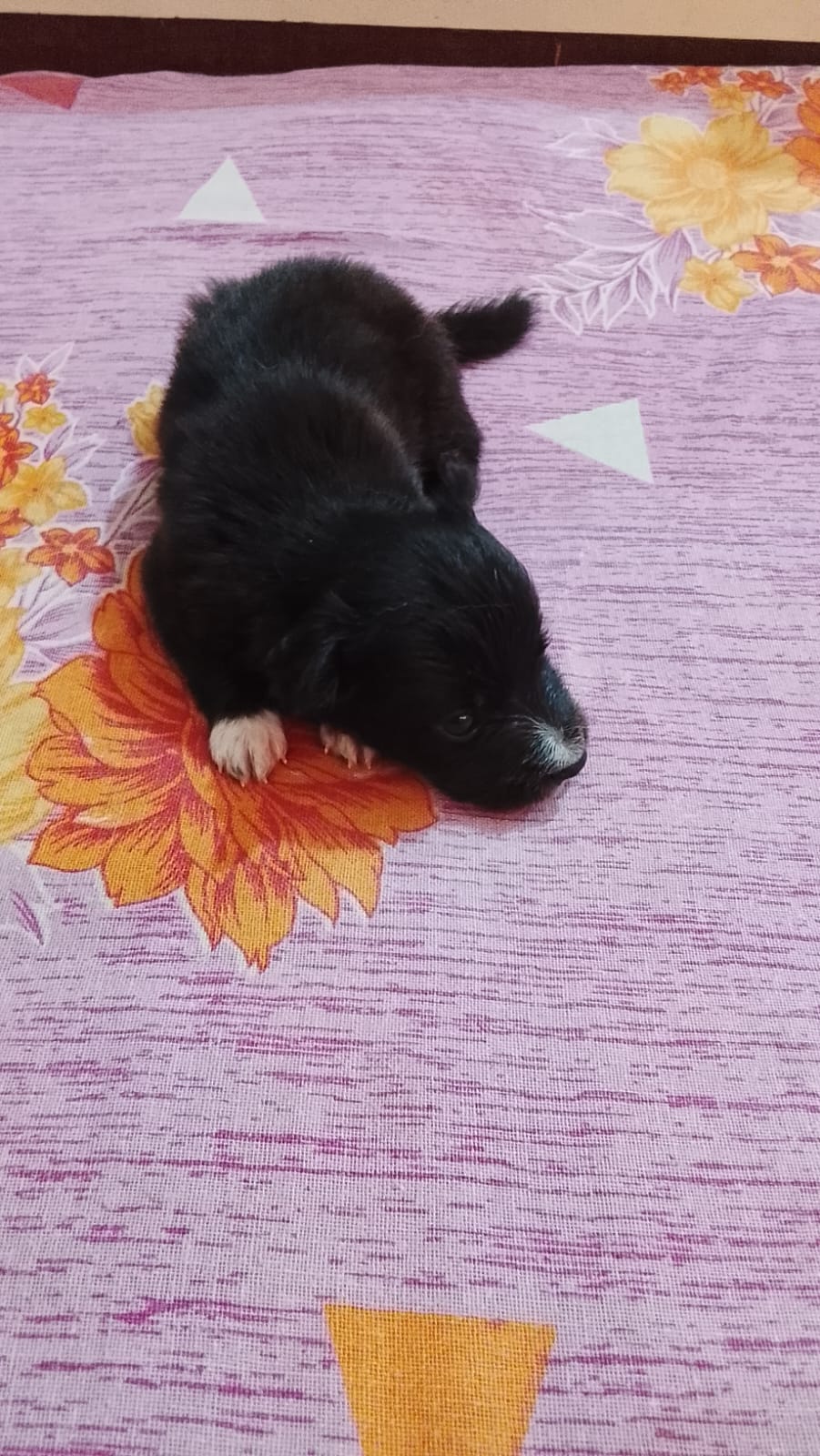 Pomeranian female puppy listing in Delhi, Delhi on PuppyWale