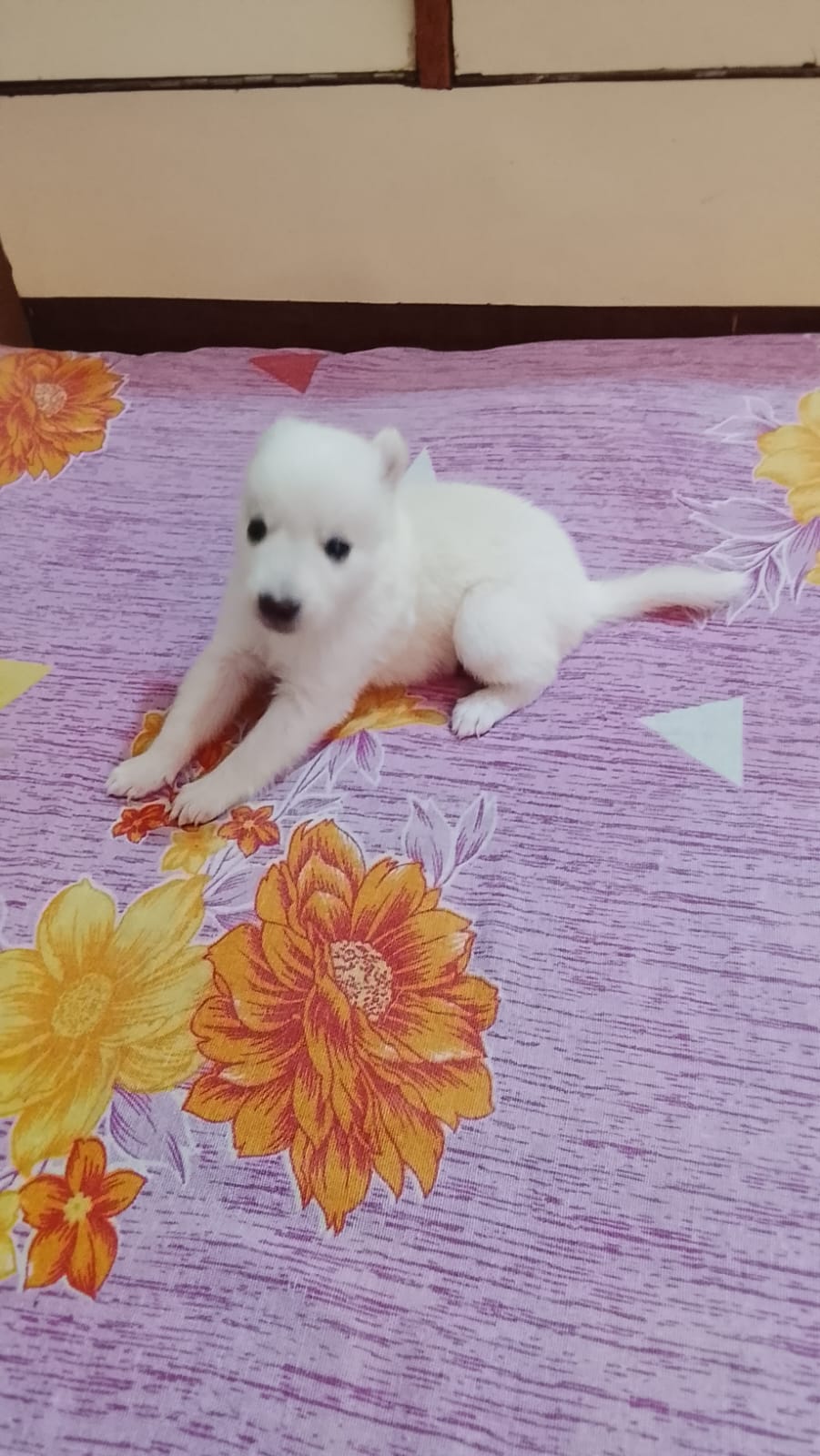 Pomeranian female puppy for sale in Delhi, Delhi on PuppyWale - Image 2
