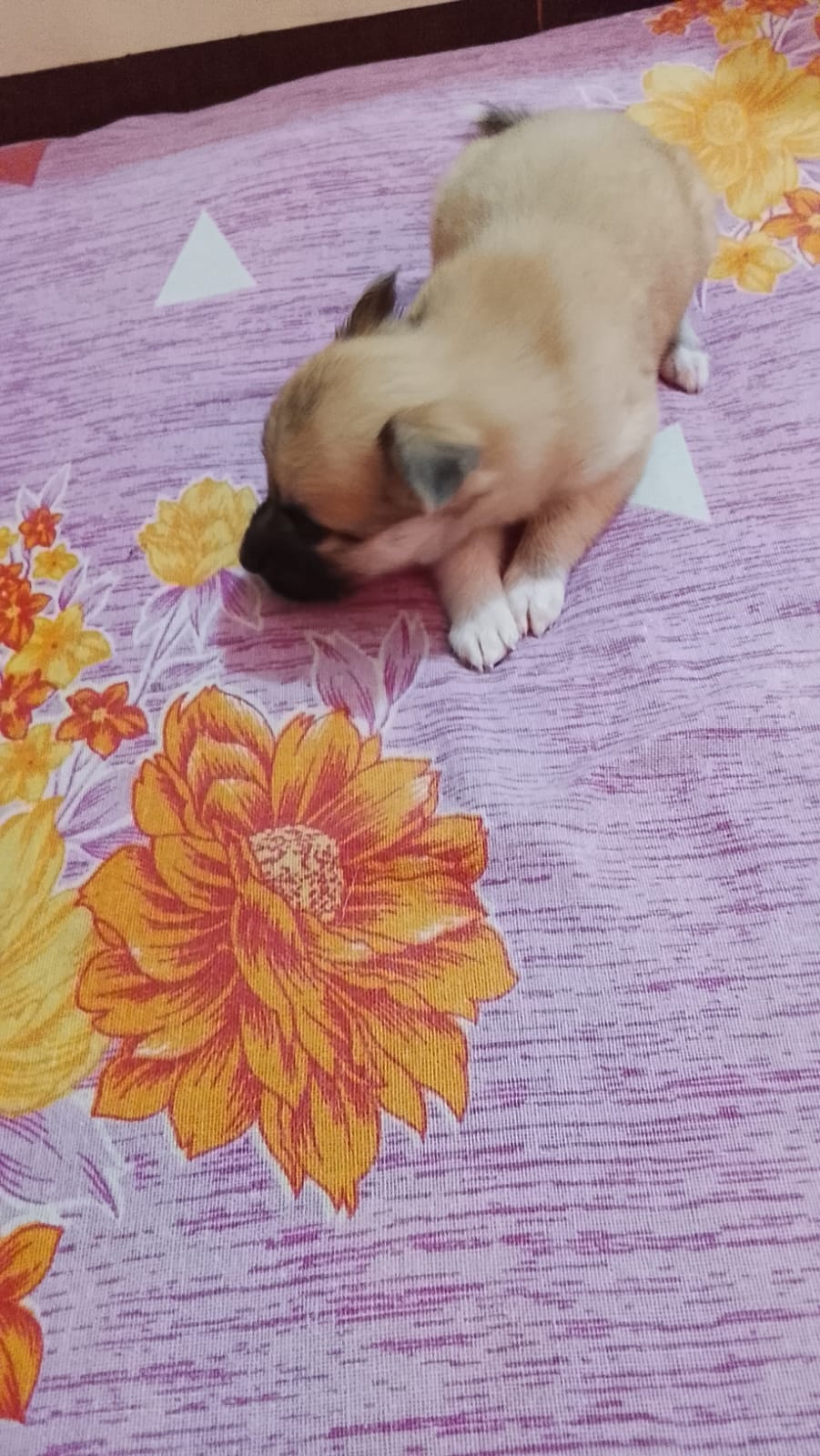 Pomeranian female puppy for sale in Delhi, Delhi on PuppyWale - Image 3